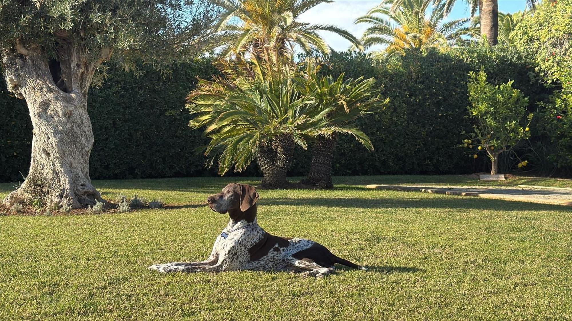 La Calma Espectacular Villa Con Jardin Y Piscina En Menorca S'Algar Zewnętrze zdjęcie